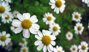 Roman chamomile